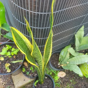 8" Unrooted Snake Plant Cutting Sansevieria Houseplant Air Purifier - Image 1