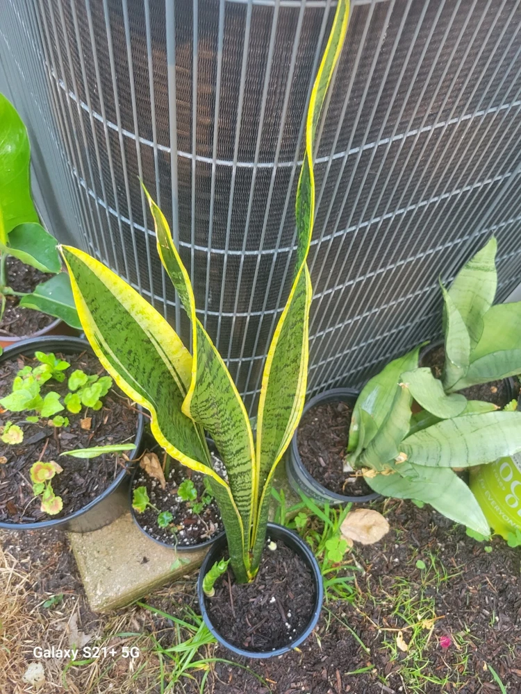 8" Unrooted Snake Plant Cutting Sansevieria Houseplant Air Purifier - Image 1