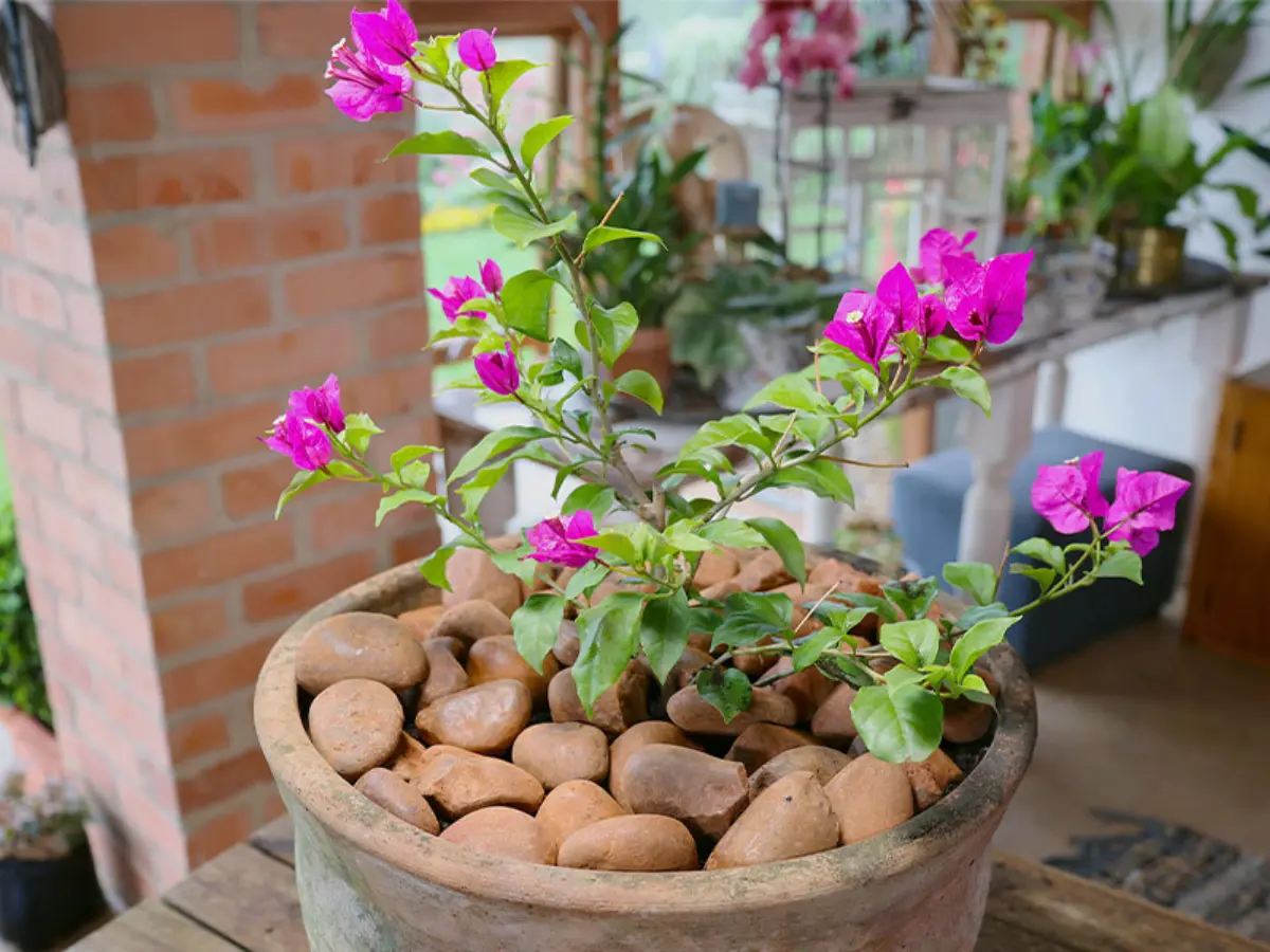 A Bougainvillea grown in a decorative pot, perfect for patios and small gardens