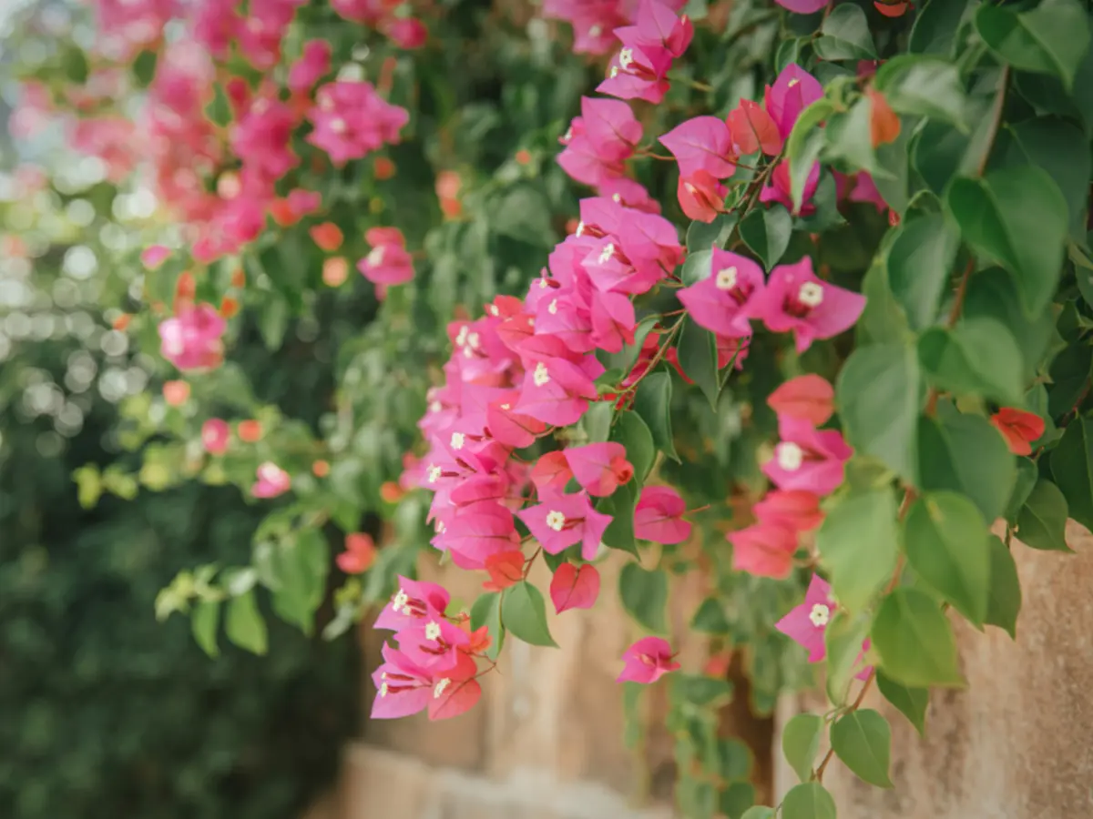 A thriving Bougainvillea cascading over a wall, creating a stunning burst of color in the garden