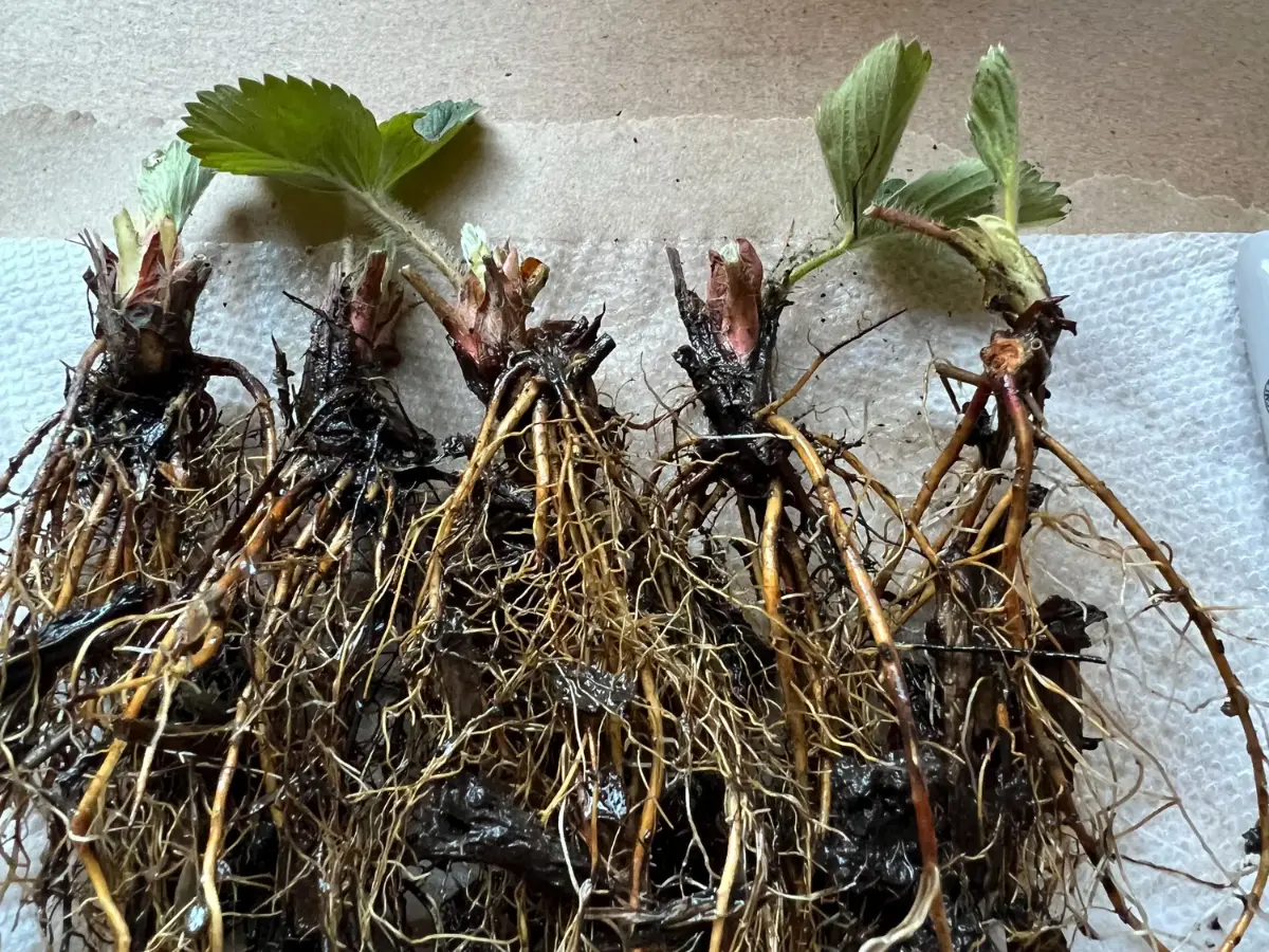 Bare Root Strawberries