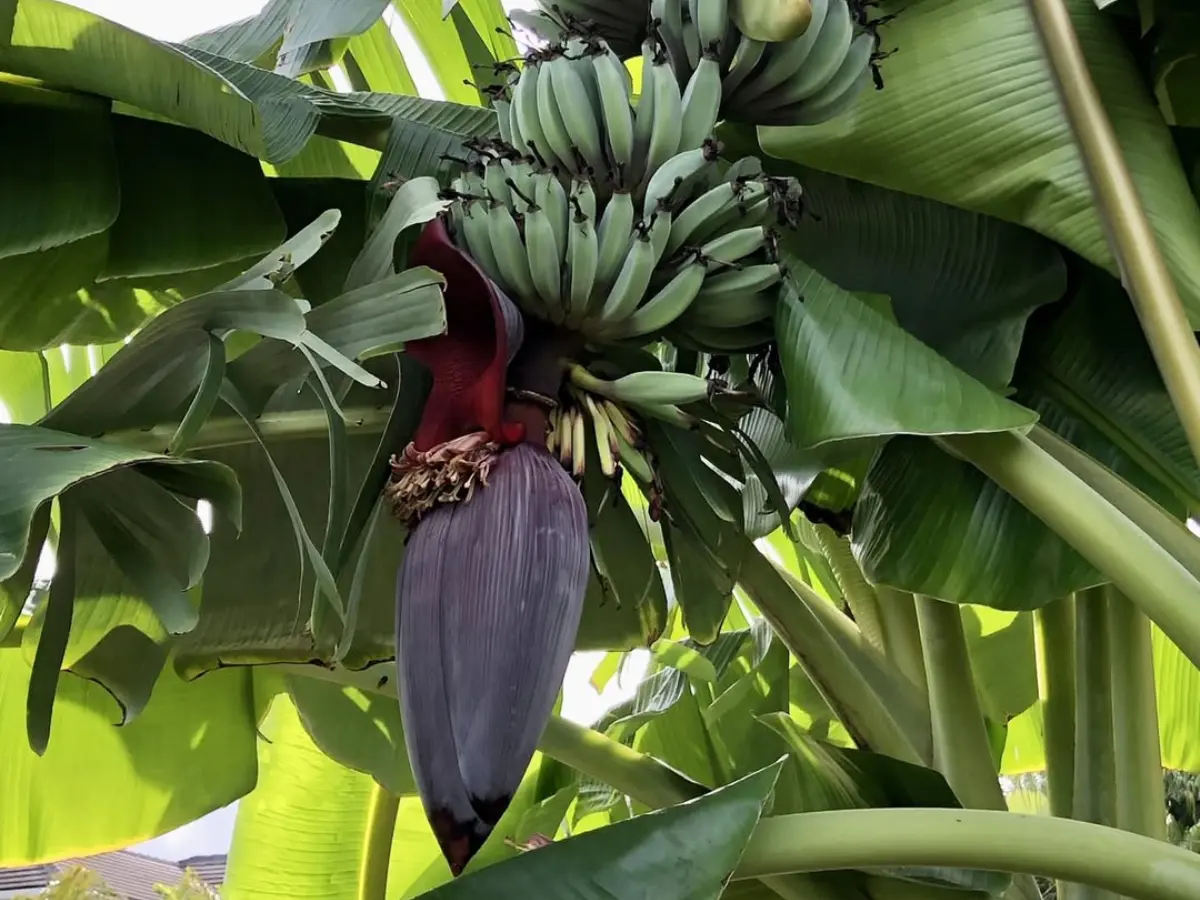 Blue Java banana stalk blooms just once