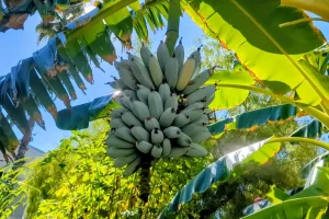 Blue Java banana tree