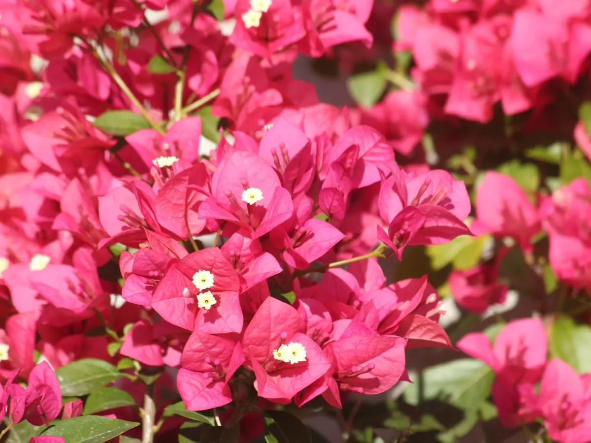 Bougainvillea blooms, adding a delicate touch to a vibrant garden display