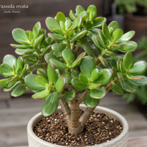 Jade Plant Live Succulent - Crassula Ovata Houseplant, 2 inch Potted Starter