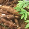 Cassava Yuca 10-16in half galon pot