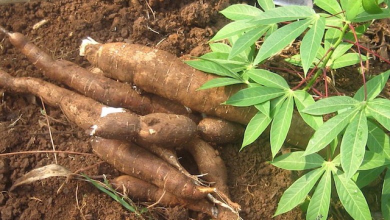 Cassava Yuca 10-16in half galon pot