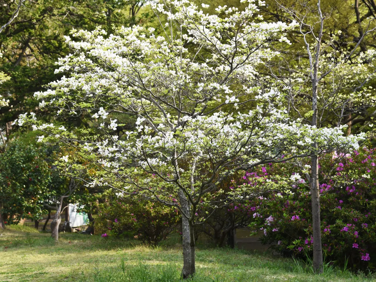 Flowering Dogwood tree blooms in white, offering four-season beauty and low-maintenance care for American landscapes.