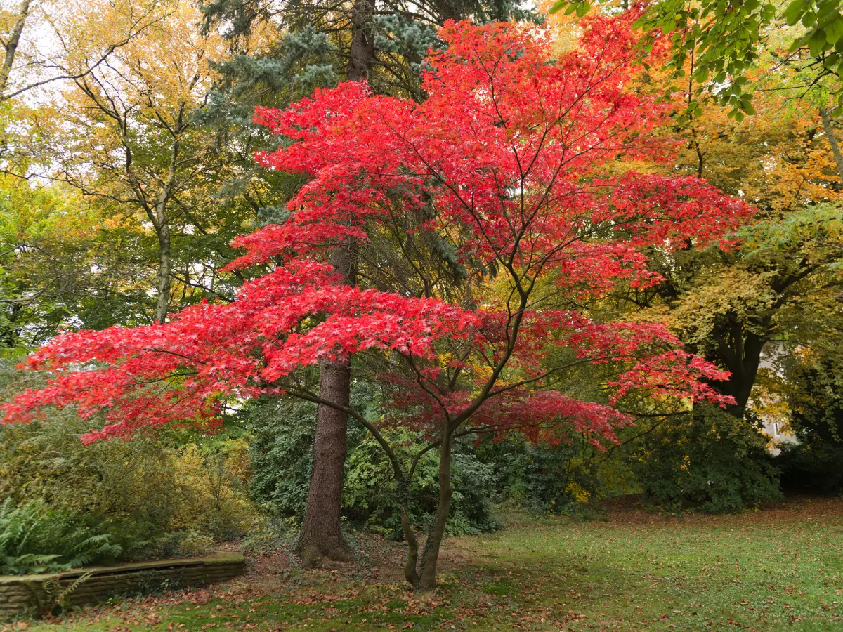 Japanese Maple in fall showcases its fiery red-orange foliage—an easy-care favorite for small gardens and patios.