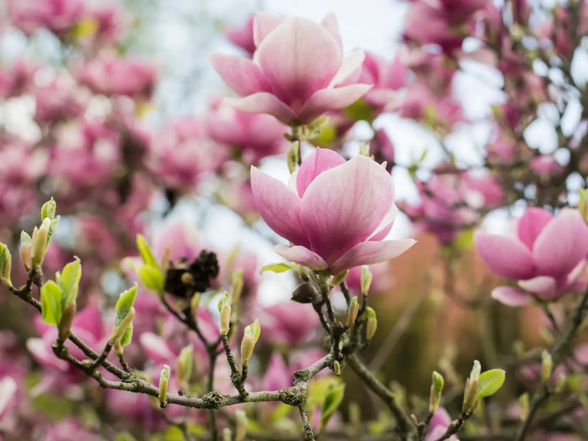 Saucer Magnolia in early spring, with large, fragrant pink and white blossoms creating a dramatic focal point in any landscape.