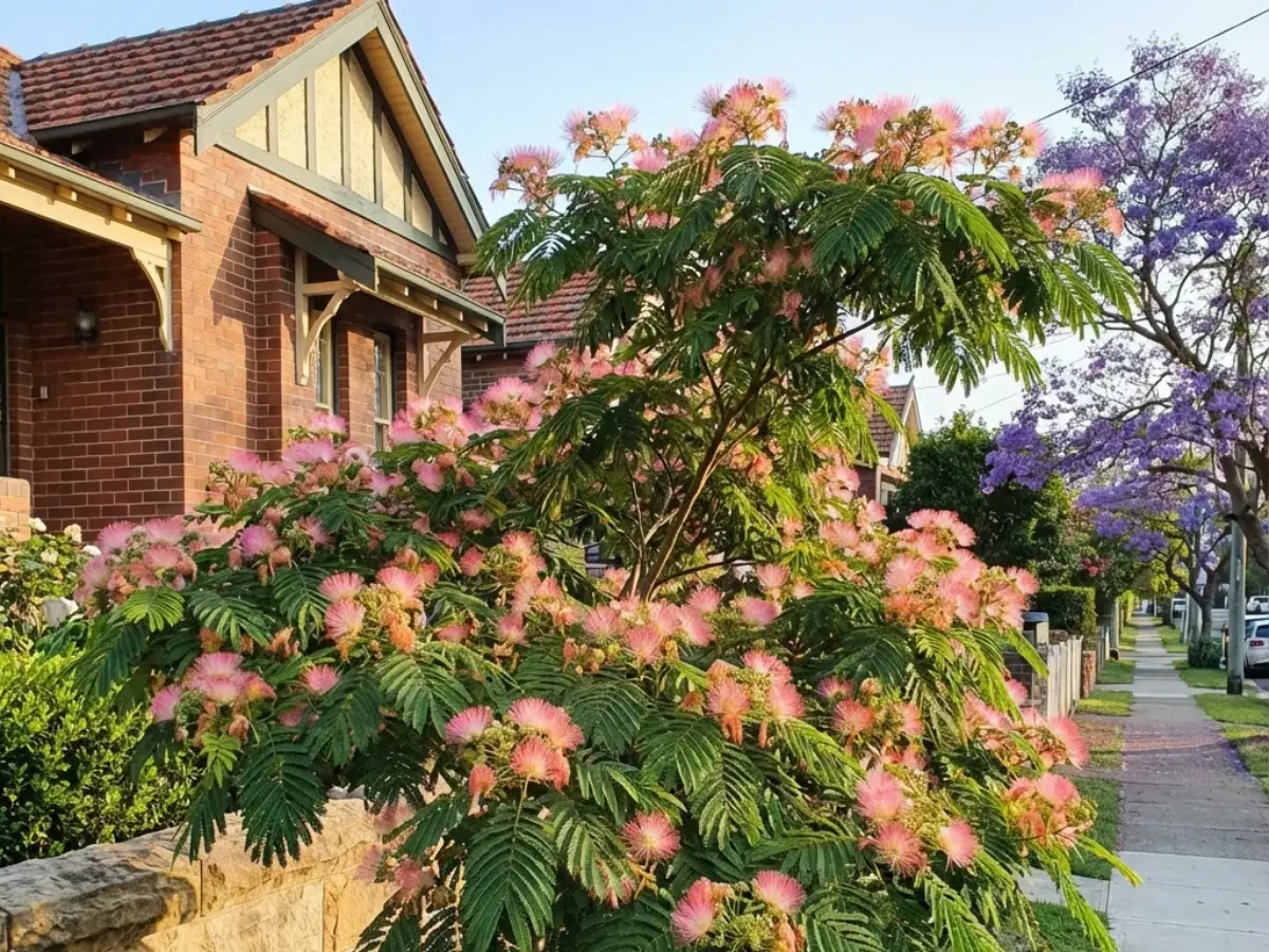 Persian Silk Tree