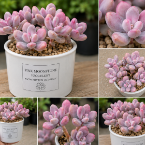Pink Moonstone Succulent Pachyphytum Oviferum Live Plant - 2 inch Pot