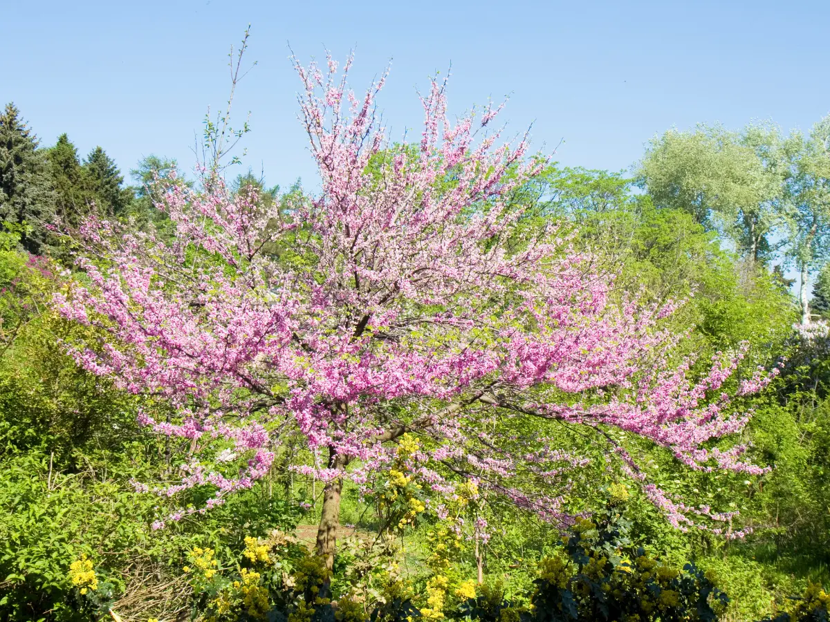 Redbud (Cercis canadensis)