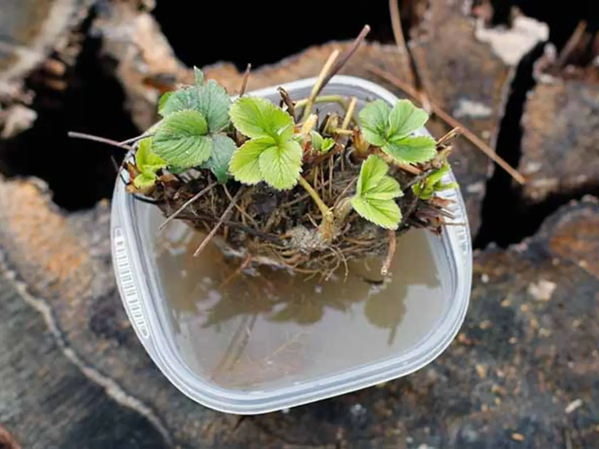 Soak the bare root strawberries in water