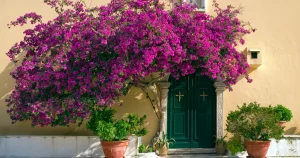 The Comprehensive Guide to Growing Bougainvillea for Colorful Blooms