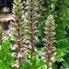 Acanthus Mollis Bear's Breeches Live Plant - 12" Tall, Purple White Flower, Outdoor Shrub - Image 1