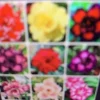 Adenium Obesum Desert Rose Seeds - Mixed Double/Triple Flowers - 100 Seeds - Image 1