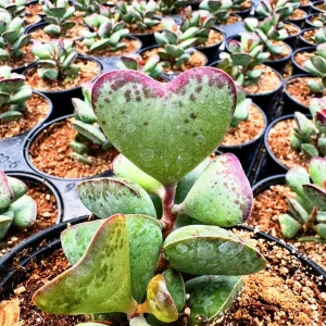 Adromischus triflorus 'Calico Hearts' Succulent Live Plant 6 inch Pot - Image 2