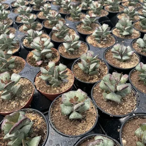 Adromischus triflorus 'Calico Hearts' Succulent Live Plant 6 inch Pot - Image 3