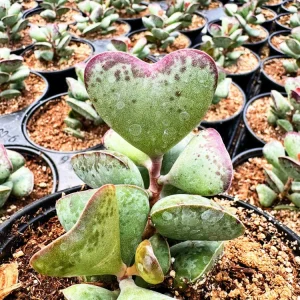 Adromischus triflorus 'Calico Hearts' Succulent Live Plant 6 inch Pot - Image 4