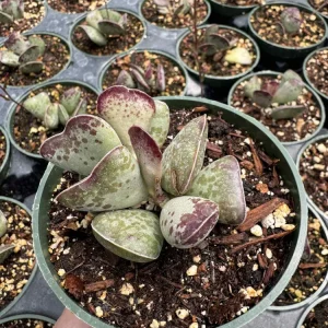 Adromischus triflorus 'Calico Hearts' Succulent Live Plant 6 inch Pot - Image 5