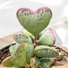 Adromischus triflorus 'Calico Hearts' Succulent Live Plant 6 inch Pot - Image 1