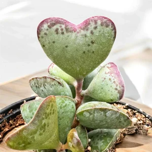 Adromischus triflorus 'Calico Hearts' Succulent Live Plant 6 inch Pot - Image 1