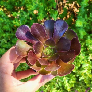 Aeonium Arboreum Atropurpureum Live Plant – 2 inch Potted Succulent – Indoor/Outdoor - Image 2