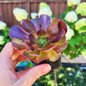 Aeonium Arboreum Atropurpureum Live Plant – 2 inch Potted Succulent – Indoor/Outdoor - Image 3