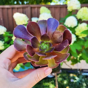 Aeonium Arboreum Atropurpureum Live Plant – 2 inch Potted Succulent – Indoor/Outdoor - Image 4
