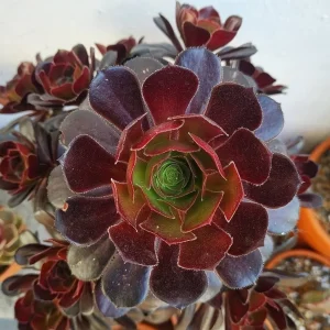 Aeonium Arboreum Atropurpureum Live Plant – 2 inch Potted Succulent – Indoor/Outdoor - Image 1
