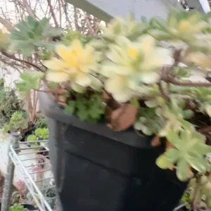 Aeonium Castello-Paivae 'Harry Mak' Succulent Cuttings - 3 Live 1" Plants - Indoor/Outdoor - Image 2