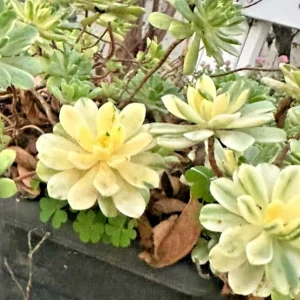 Aeonium Castello-Paivae 'Harry Mak' Succulent Cuttings - 3 Live 1