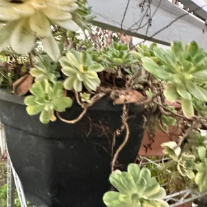 Aeonium Castello-Paivae 'Harry Mak' Succulent Cuttings - 3 Live 1