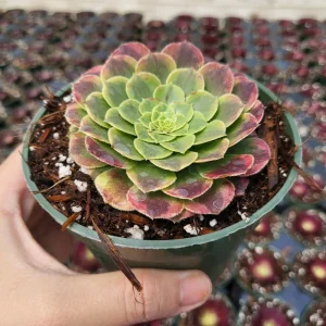 Aeonium Fiesta Live Plant – 4 inch Potted Succulent – Indoor/Outdoor - Image 3