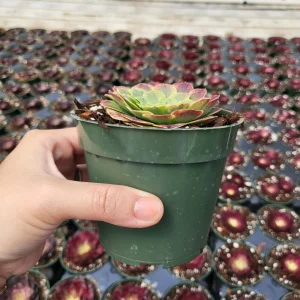 Aeonium Fiesta Live Plant – 4 inch Potted Succulent – Indoor/Outdoor - Image 4
