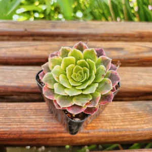 Aeonium Fiesta Live Plant – 4 inch Potted Succulent – Indoor/Outdoor - Image 5