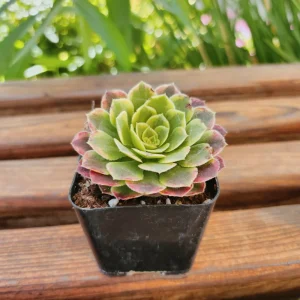 Aeonium Fiesta Live Plant – 4 inch Potted Succulent – Indoor/Outdoor - Image 6