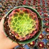 Aeonium Fiesta Live Plant – 4 inch Potted Succulent – Indoor/Outdoor - Image 1