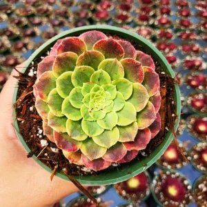 Aeonium Fiesta Live Plant – 4 inch Potted Succulent – Indoor/Outdoor - Image 1