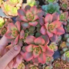 Aeonium Kiwi Succulent Live Plant – 2 Inch Potted Rosette Succulent – Indoor/Outdoor - Image 1