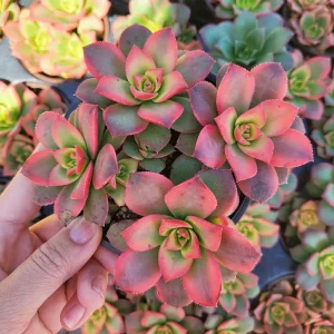 Aeonium Kiwi Succulent Live Plant – 2 Inch Potted Rosette Succulent – Indoor/Outdoor - Image 1