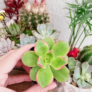 Aeonium Kiwi Succulent Live Plant – 2 Inch Potted Rosette Succulent – Indoor/Outdoor - Image 2