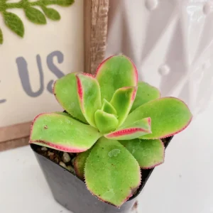 Aeonium Kiwi Succulent Live Plant – 2 Inch Potted Rosette Succulent – Indoor/Outdoor - Image 3