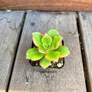Aeonium Kiwi Succulent Live Plant – 2 Inch Potted Rosette Succulent – Indoor/Outdoor - Image 4