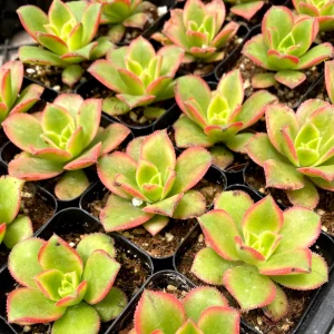 Aeonium Kiwi Succulent Live Plant – 2 Inch Potted Rosette Succulent – Indoor/Outdoor - Image 5