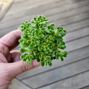 Aeonium Lindleyi Suncup Irish Bouquet Live Plant - 2 inch Rosette Succulent - Image 2