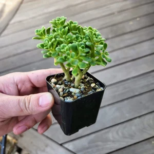 Aeonium Lindleyi Suncup Irish Bouquet Live Plant - 2 inch Rosette Succulent - Image 3