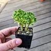 Aeonium Lindleyi Suncup Irish Bouquet Live Plant - 2 inch Rosette Succulent - Image 1