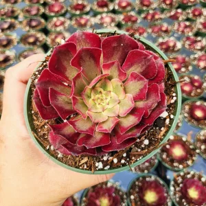 Aeonium Mardi Gras Rosette Live Succulent Plant - 4 inch Potted - Indoor/Outdoor - Image 2